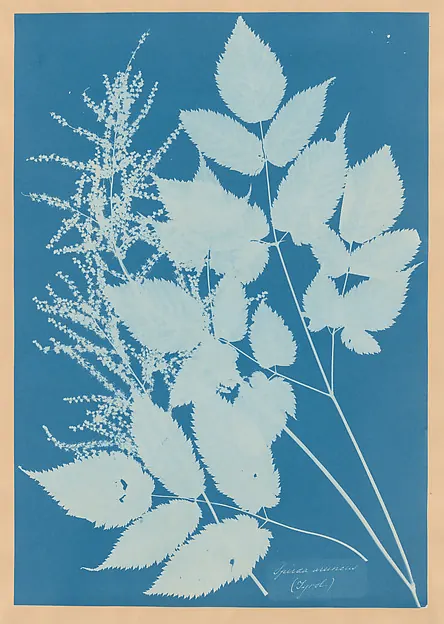 安娜·阿特金斯蓝晒植物影像，浅色绣线菊枝叶和细密花序衬在深蓝色背景上
