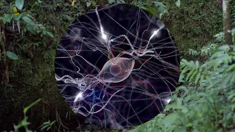 Ursula Biemann 作品《Forest Neural Eye》，more-than-human 展览官方新闻图