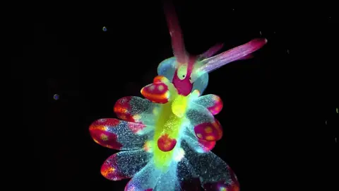 Nikon Small World in Motion 参赛显微影像中的彩色小型海蛞蝓