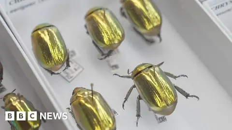 BBC 报道中用于介绍英国自然史标本数字化计划的馆藏标本画面